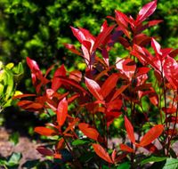 Photinia Glanzmispel ca. 15 Jahre alt Baum/ Busch Rheinland-Pfalz - Ayl Saar Vorschau