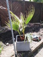 Palme mit Topf , Washingtonia Robusta Nordrhein-Westfalen - Sendenhorst Vorschau