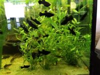 8 Black Molly Aquarium Fische Baden-Württemberg - Graben-Neudorf Vorschau