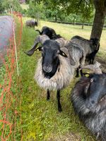 Schafbock/Heidschnuckenbock Baden-Württemberg - Glottertal Vorschau