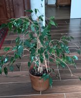 Ficus 70 cm hoch Zimmerpflanze Berlin - Mahlsdorf Vorschau