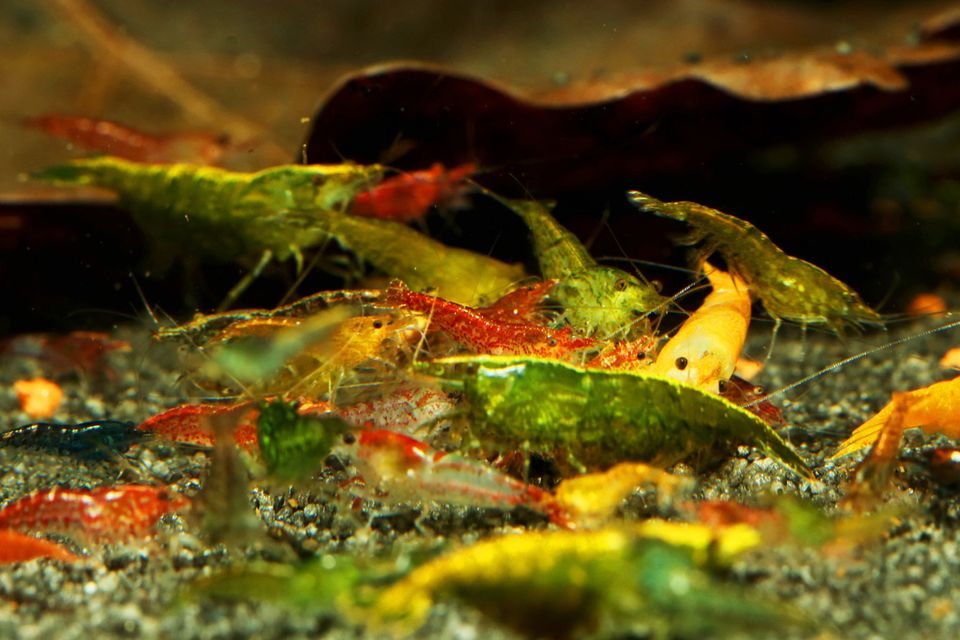 20* Neocaridina Garnelen gemischt ausselektiert in Herne