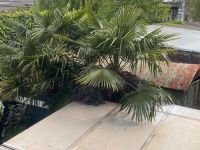 Palmensamen, Trachycarpus Fortunei: Bekannt als Hanfpalme bis -17 Duisburg - Hamborn Vorschau