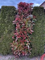 25 Glanzmispeln =  Photinia - Hecke „Red Robin“ Mecklenburg-Vorpommern - Neubrandenburg Vorschau