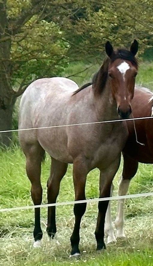 Quarter Horse,All-Around Hengst,Nachwuchs von AINT IT THE BLUES in Erligheim