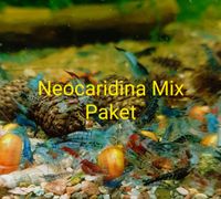 Neocaridina Mix Nordrhein-Westfalen - Goch Vorschau