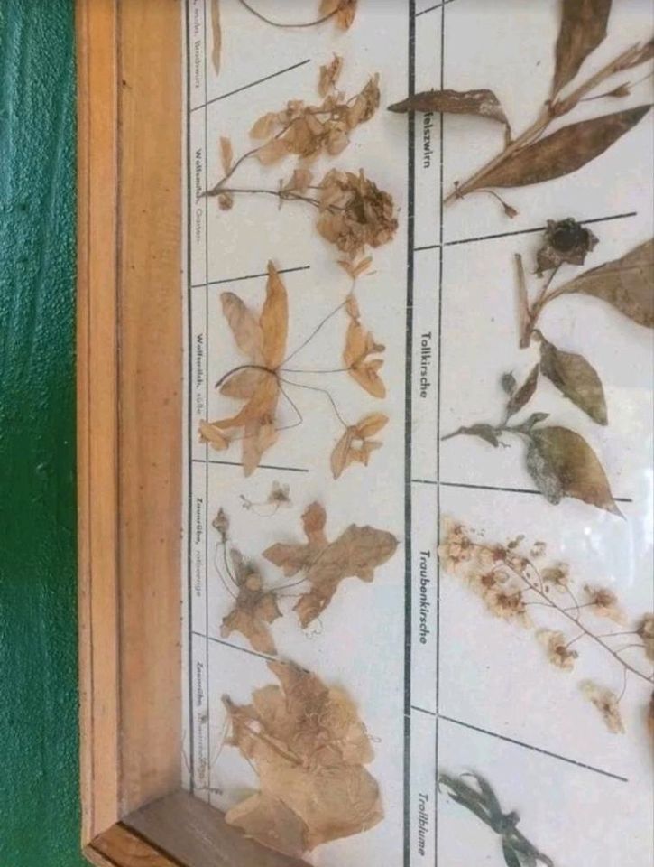 Große Schautafeln Schaukasten Herbarium Pflanzensammlung Lehrmitt in Pössneck