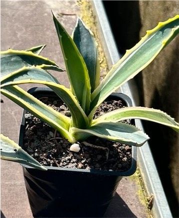 1 kleine Amerikanische Agave 'Variegata' in Schwaikheim