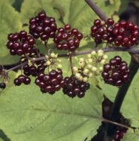 Japanische Aralie rote Beeren - Aralia racemosa Niedersachsen - Bad Zwischenahn Vorschau