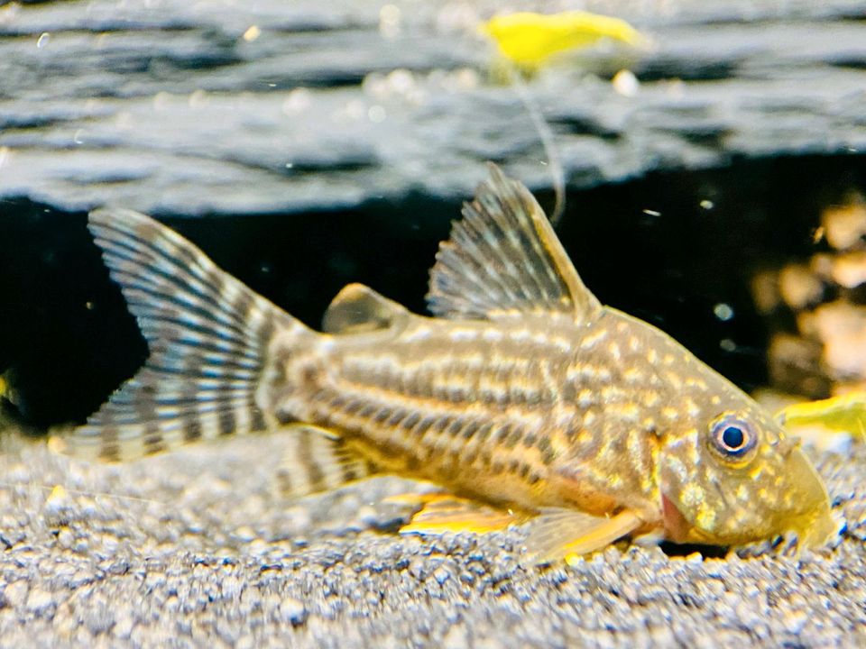 Corydoras Sterbai, Welse Jungtiere, Orangeflossen Panzerwels in Bottrop