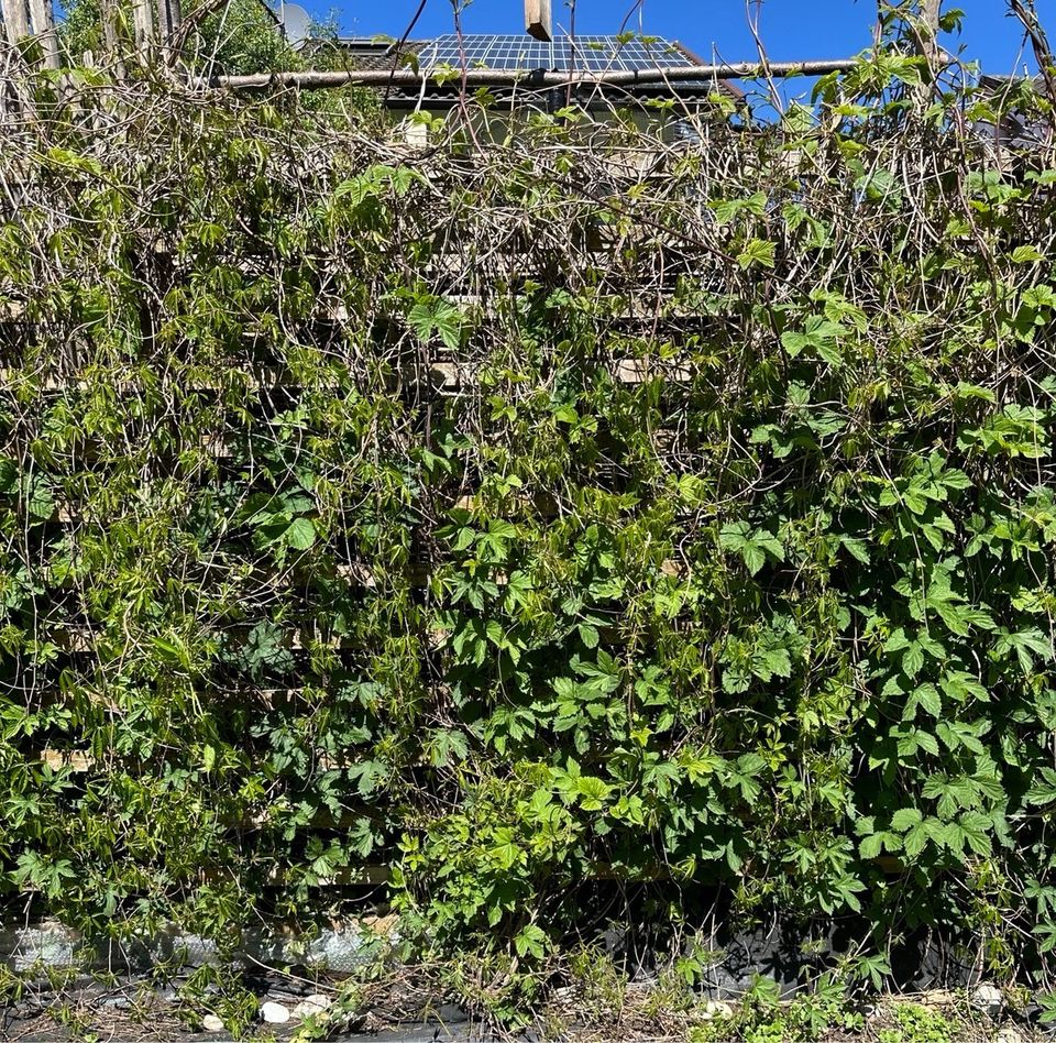 Mauerwein, Engelmanii, Kletterpflanze, Sichtschutz in Winhöring