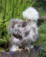 US Silkies Mottled Seidenhühner Showgirl zwergseidenhühner Schleswig-Holstein - Owschlag Vorschau