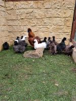 Zwergseidenhühner Hennen Thüringen - Apolda Vorschau