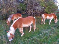 Reitbeteiligung auf Haflinger im Gelände (PsR) Baden-Württemberg - Sindelfingen Vorschau