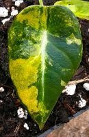 Alocasia Black Velvet Aurea - M54 Hessen - Obertshausen Vorschau