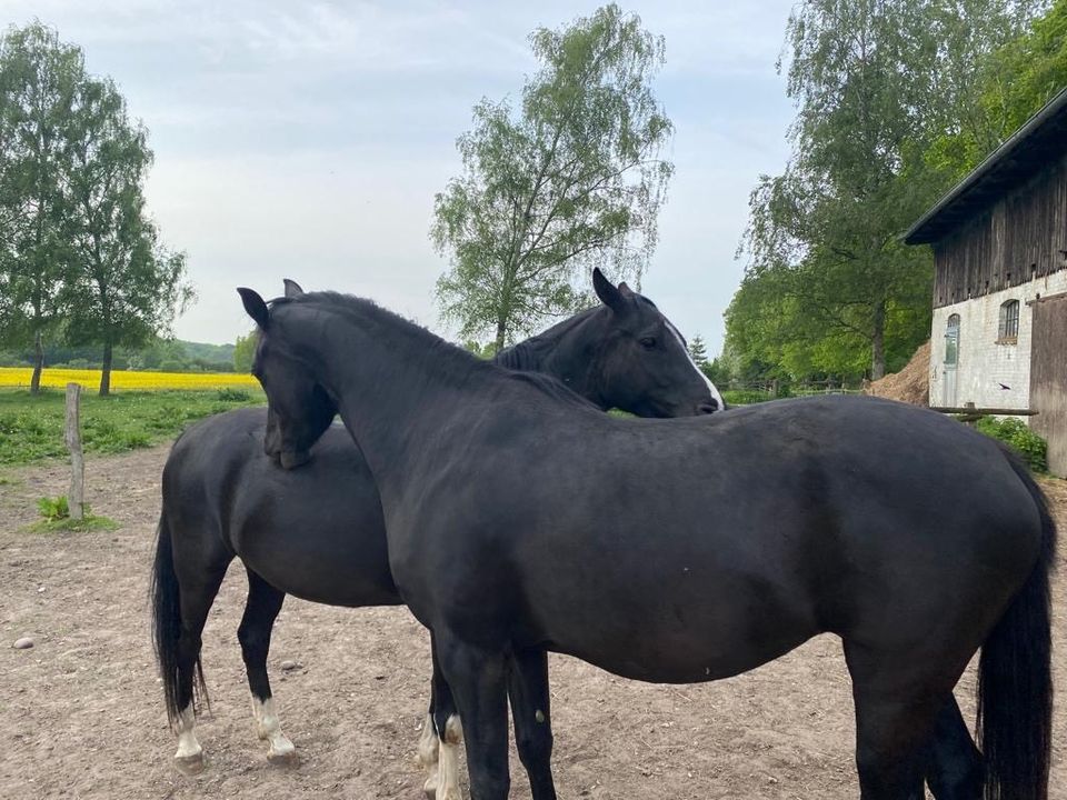 Wallach (2016) und Stute (2018). Pferde gerne zusammen abzugeben in Strande