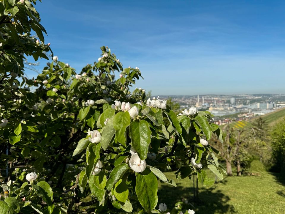 Gepflegte Obstwiese über Untertürkheim (Heidenwengert) in Stuttgart