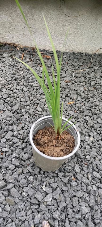 Lilie  2x Erika Wasserlilie Pflanzenbusch blüht in Düren
