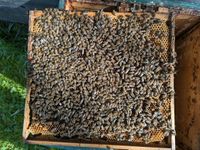 Bienen Ableger oder Kunstschwarm Sachsen - Ohorn Vorschau