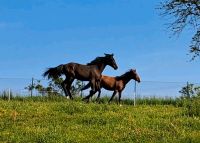 Stutfohlen/Jährlingsstute mit sporterfolgreicher Springabstammung Nordrhein-Westfalen - Reichshof Vorschau