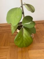 Hoya Kerrii Variegata Reverse | Herzblatt | Ganze Pflanze München - Maxvorstadt Vorschau