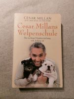 Cesar Millans welpenschule Bayern - Partenstein Vorschau