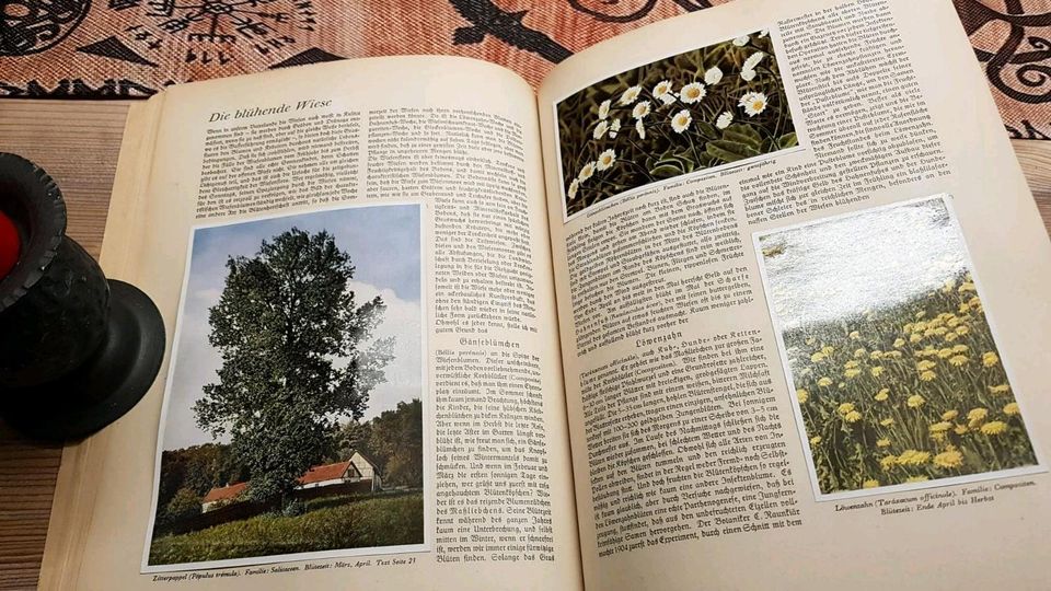 Aus Wald und Flur Pflanzen unserer Heimat 1937 Zigaretten Bilder in Nuthe-Urstromtal