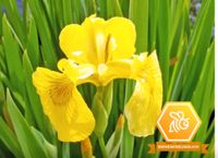 Iris, Staude, Bienen, Garten, Blume Bayern - Wieseth Vorschau