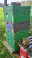 Bienenvolk auf Segeberger DNM Nordrhein-Westfalen - Nideggen / Düren Vorschau