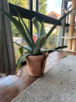 Portugiesische Agave Duisburg - Duisburg-Süd Vorschau