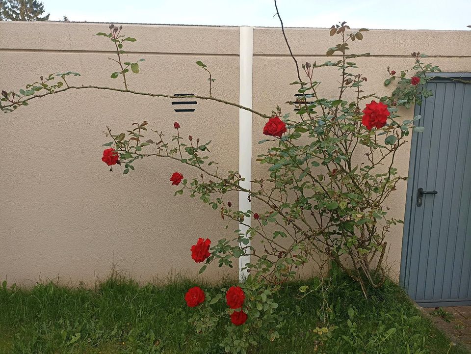 Rosen / Kletterrosen Blütenfarbe Rot in Hürth