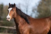 Quarter Horse Stute aus 2020 Schleswig-Holstein - Bokel Vorschau