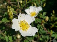 Rose Rosa Pimpinellifolia Bibernellrose Bienenweide Kartoffelrose Niedersachsen - Uelzen Vorschau