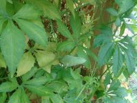 Inkagurke - Perugurke - 20 Samen - Rankpflanze - Gemüse Snack Rheinland-Pfalz - Osann-Monzel Vorschau