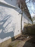 Baumpflege Baumfällung Baum Neupflanzungen Bayern - Traunstein Vorschau