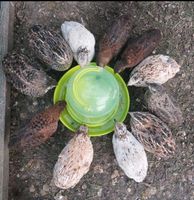 Wachtel Eier  BE Japanische Legewachteln, Celadon Niedersachsen - Wanna Vorschau