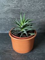 Zebra-Haworthia (Sukkulente / Zimmerpflanze) mit Topf Baden-Württemberg - Bad Krozingen Vorschau