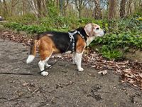 13-jähriger Beagle-Opa Rostock - Schmarl Vorschau