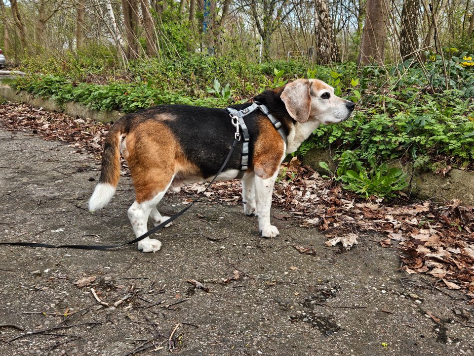 13-jähriger Beagle-Opa in Rostock