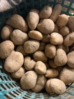 Kartoffeln Sorte Belana aus eigenem Anbau Baden-Württemberg - Oberdischingen Vorschau