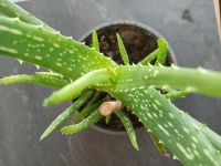 Echte Aloe Vera Barbadensis Miller sweet Pflanzen Zimmerpflanze Hessen - Langen (Hessen) Vorschau