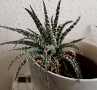Zimmerpflanze Aloe "humilis" Hessen - Wabern Vorschau