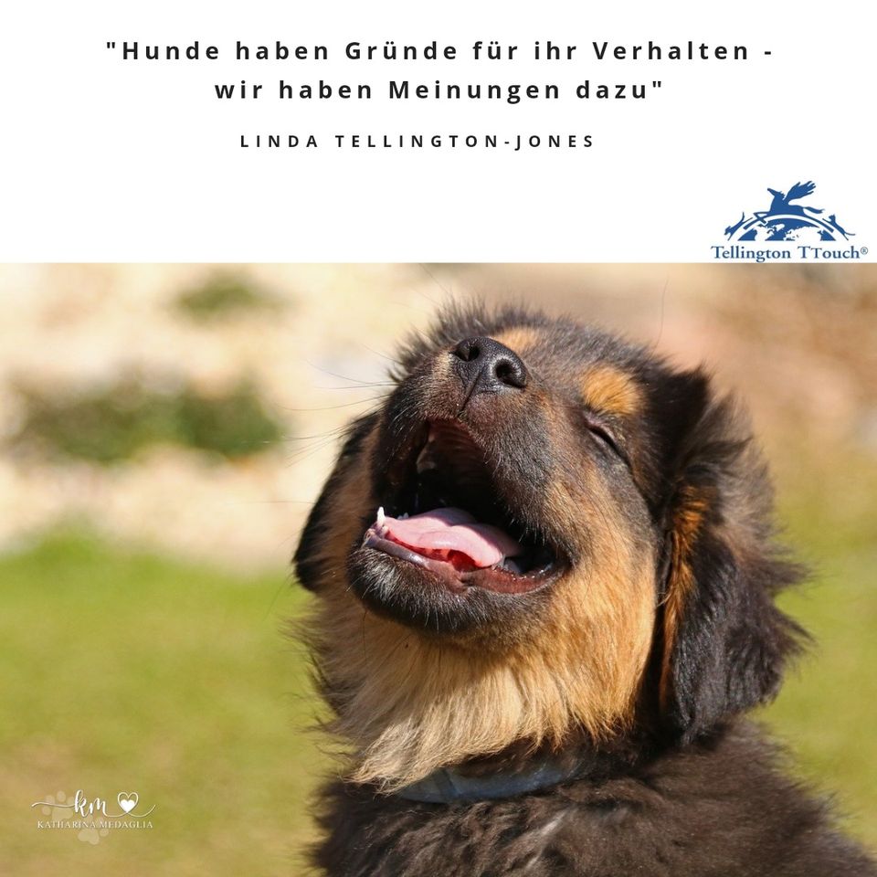 Tellington TTouch Seminar für Hunde am 21.07  - für Anfänger in Kirchen (Sieg)