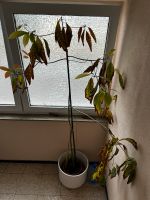 Avocadobaum Pflanze ca. 3 Meter Niedersachsen - Hameln Vorschau
