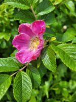 Sylter Rose/ Kartoffelrose in pink zu verkaufen Schleswig-Holstein - Gudow Vorschau