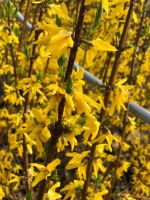 Kräftige gelbe Forsythien Frühjahrsblüher Nordrhein-Westfalen - Vreden Vorschau