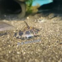 Marmorierter Panzerwels Corydoras paleatus Niedersachsen - Isernhagen Vorschau