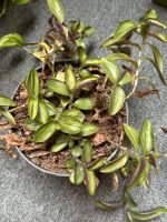 Tradescantia 'Gelfling' Kreis Ostholstein - Ahrensbök Vorschau