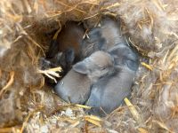 Minilop Mini Lop Kaninchen Zwergkaninchen Hase Schlappohr Stuttgart - Feuerbach Vorschau