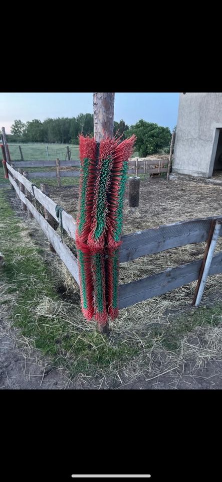 Pferde Schubbelbürsten Langeweile Fellwechsel in Ziesar